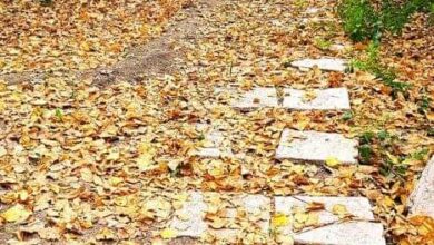 الموروث الجمعي بالمشرق العربي.