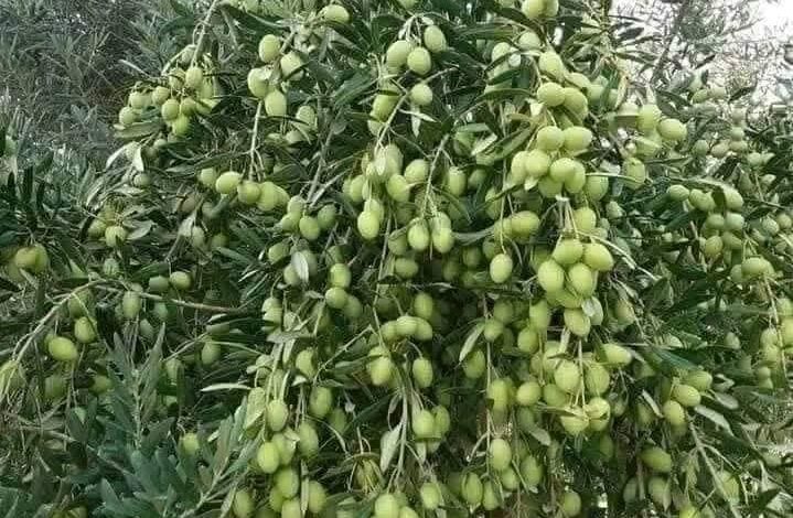 الزيتون