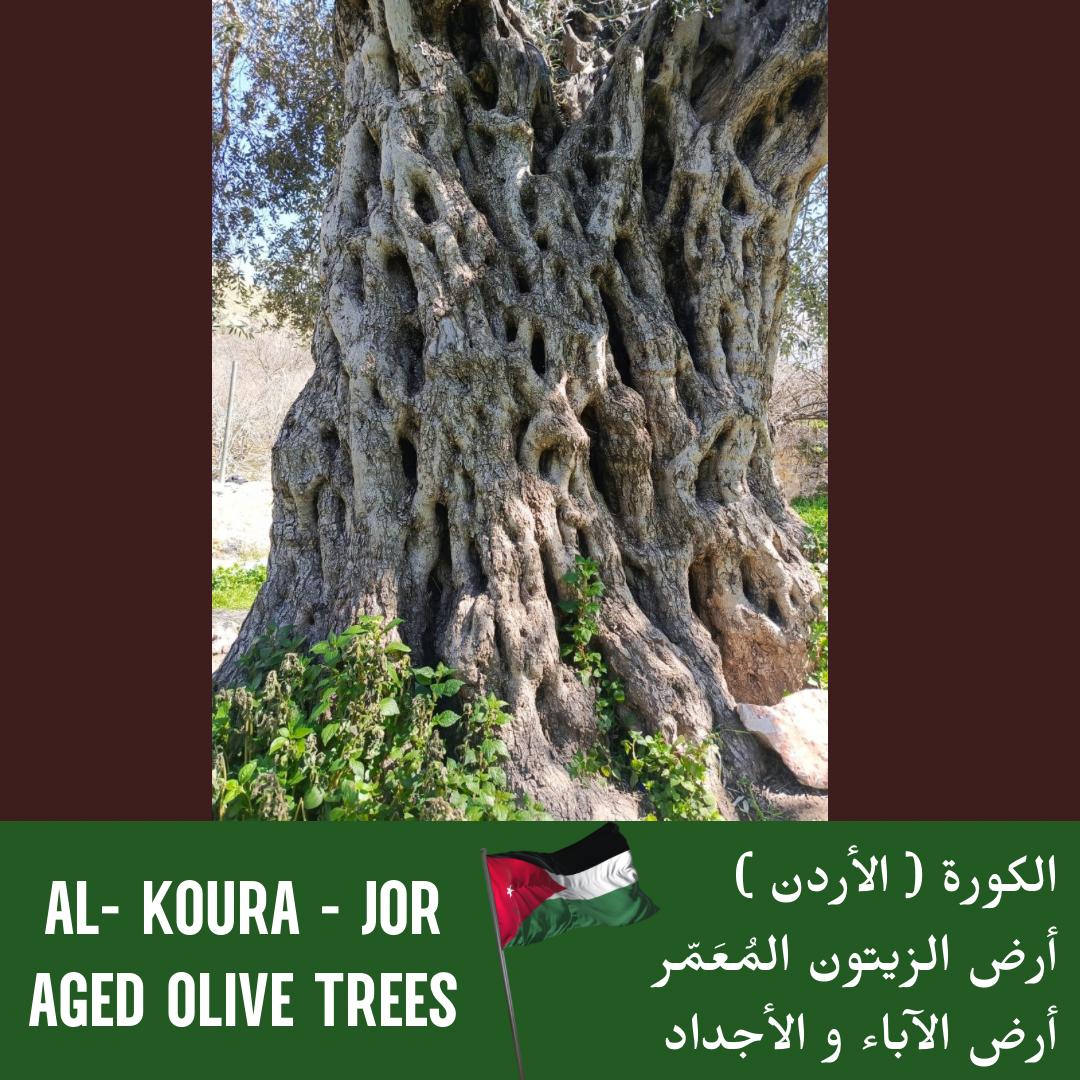 الزيتون